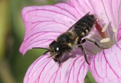 Réf. 207 429 : Megachilini inconnu